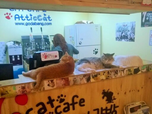miao