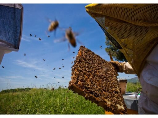 bee-ing bee